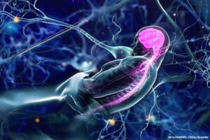 Cerebro dormido